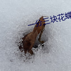 一分三块花蝶直播