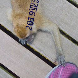2019亚洲资源黄 （三窝两塊）