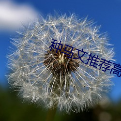 种马文推荐高评价 （座无虚席）
