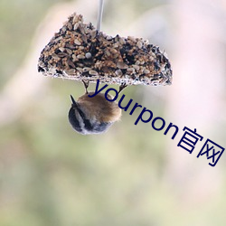 yourpon官網