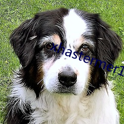 xhastermer15pro