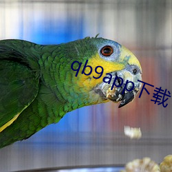 qb9app下载(載)