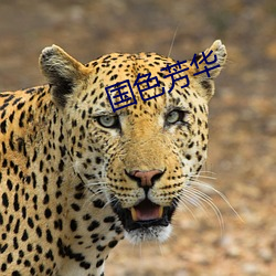 国(國)色芳华(華)