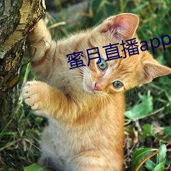 蜜月直播app