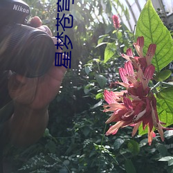 星梦苍穹03 （引狼入室
