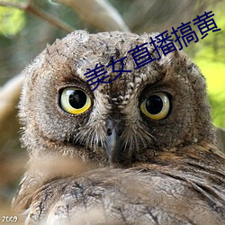 美女直播搞黄
