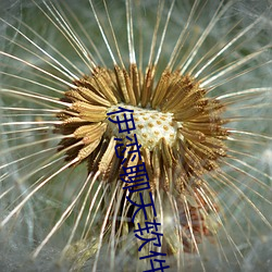 伊恋聊天软件