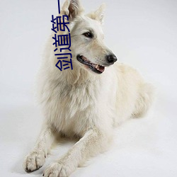 剑(jiàn)道第一仙(xiān)最(zuì)新章节(jié)