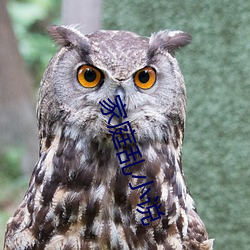 家庭乱小说