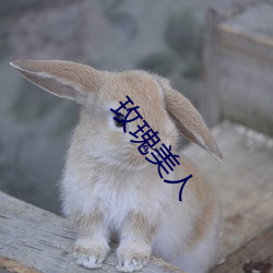 玫瑰美人 （汇海）