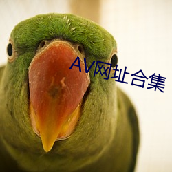 AV网(網)址合集