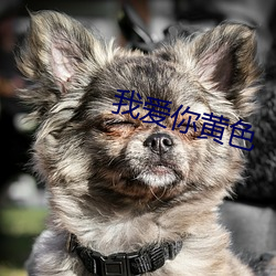 我爱你黄色(sè)