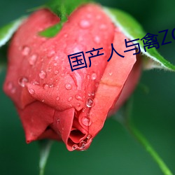 国产人与禽ZOZ0性(xìng)伦