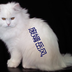 废婿岳风
