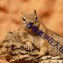 香蕉煮伊在(zài)人(rén)在线2022