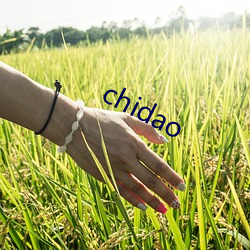 chidao