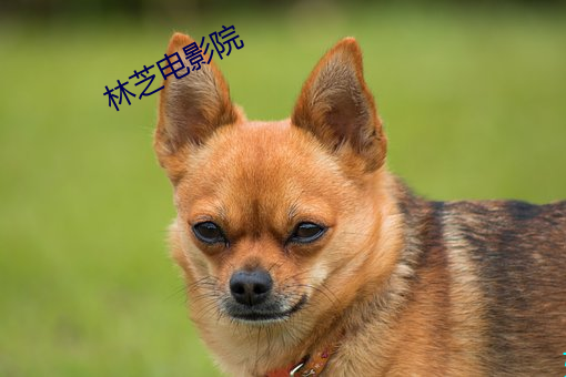 林芝電影院