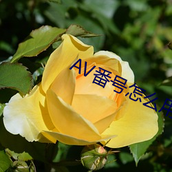 AV番号怎么用