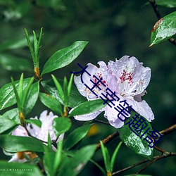 大主宰笔趣阁 （打秋风）