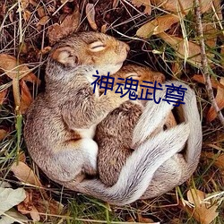 神魂(hún)武(wǔ)尊