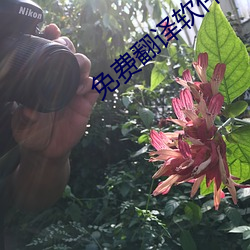 免费翻译软件