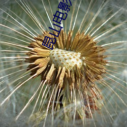 金年会(中国)官方网站