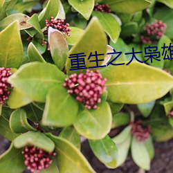 重生之大枭雄