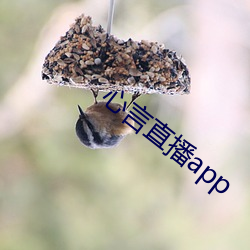 心言直播app