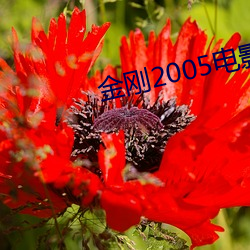 金刚2005电影