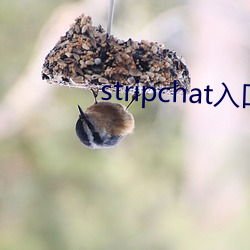 stripchat入口