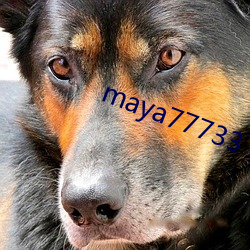 maya77733