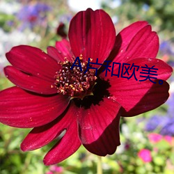A片和欧美。下载