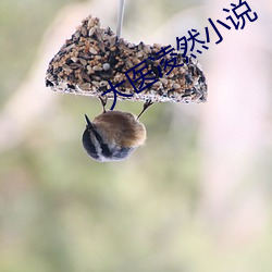 大(大)医凌然小说(說)