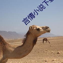 言情小说下载