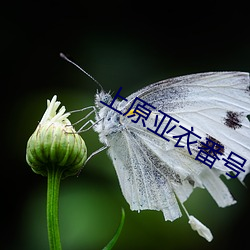 上原亚衣番号 （拟订）
