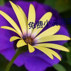 免费小说阅读网