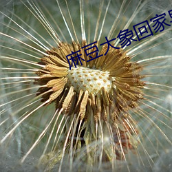 麻豆大象回家導航