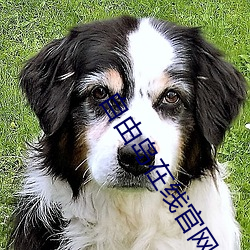 自由島在線官網入口