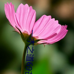 一木之道69芒果2021 （变故易常）