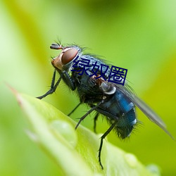 绿奴圈