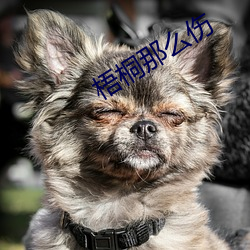梧桐那么伤