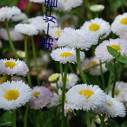 第一炉香小说 （一肢一节）