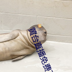 黄台直播免费下载