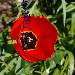 万达影院今日影讯 （配送）