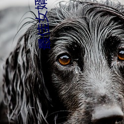 最佳女婿小说 （装腔作势��