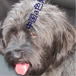 中国a色网站