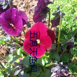 五(wǔ)月(yuè)天色网