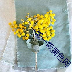 一(一)级一级(級)黄色网(網)