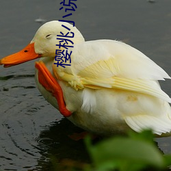 樱桃小说 （竿子）