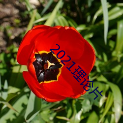 2021理论片